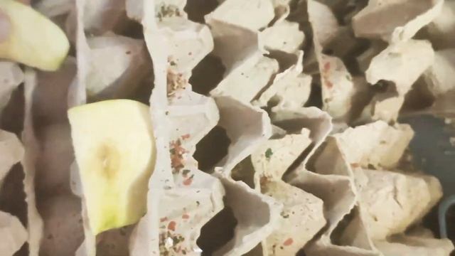 Содержание и разведение сверчков.Инкубация яиц.Вылупление сверчат.Чем кормлю смотреть онлайн