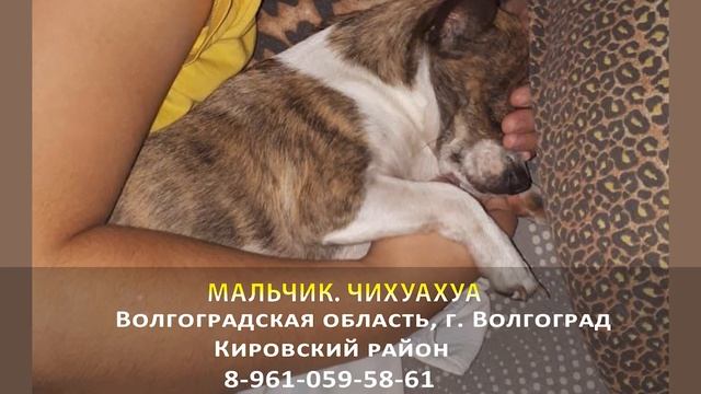 Пропала собака! МАЛЬЧИК. Чихуахуа. Волгоградская область, г. Волгоград смотреть онлайн