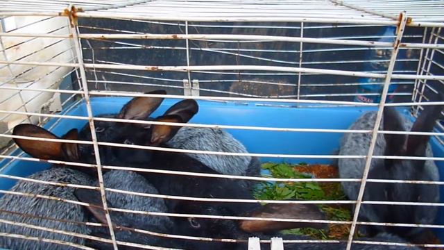 Как мы ходили на рынок домашних и сельхоз животных! смотреть онлайн