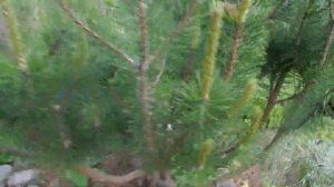 Горная сосна PINUS MUGO Нужна ли прищипка?