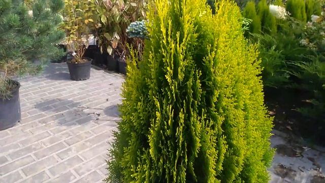 Туя Ауреа Нана в питомнике ЦМП смотреть онлайн