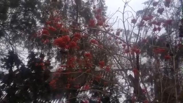 Наша червона калина у зимовому садку. Чудове відео цієї зими. Our red guelder-rose in winter garden смотреть онлайн