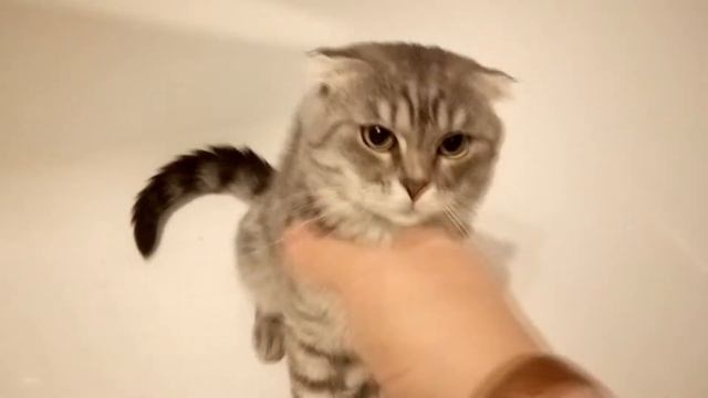 Инопланетный говорящий злой кот ( ,:.:, ) смотреть онлайн