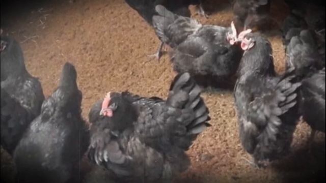 Австралорп продуктивная порода домашних кур смотреть онлайн
