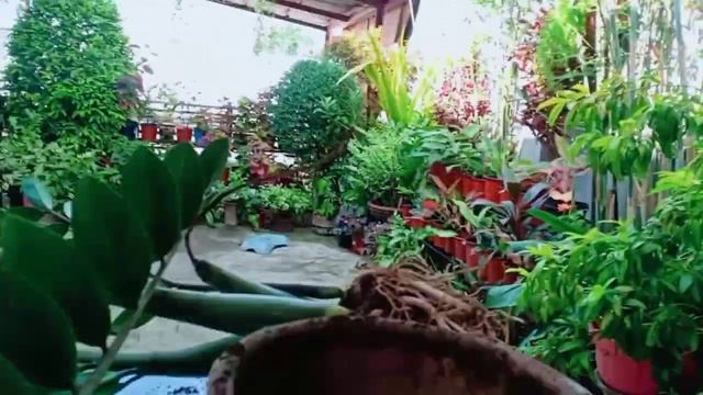 How to Repot ZZ PLANT/WELCOME PLANT/PROPAGATION смотреть онлайн
