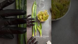 Сансевиерия. Укореняем во МХУ