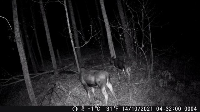 Лоси на Солонце, фотоловушка Hunting Trial Camera 4К смотреть онлайн
