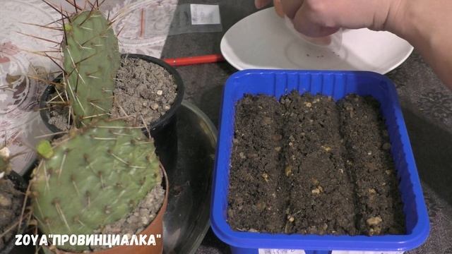Зимостойкие кактусы/ Кактусы для открытого грунта/ Оpuntia/Escobaria/ Pediocactus/ #cactus #опунция