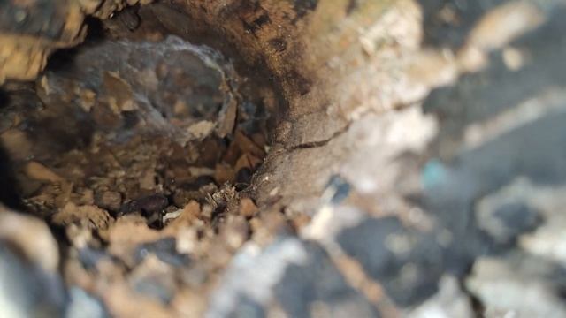 КАК ВЫРАСТИТЬ МНОГО БЕЛЫХ ГРИБОВ ДОМА? ЕСТЬ РЕЗУЛЬТАТ! ПРОВЕРКА СЛИВКИ ШОУ смотреть онлайн