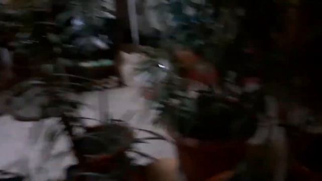 Зимовка олеандров в горшках смотреть онлайн