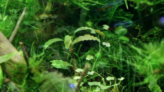 мои аквариумы смотреть онлайн