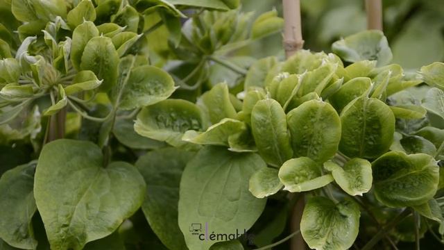 Clématite Green Passion® 'Zo11050' by clematite.net - Spécialiste des plantes de jardin смотреть онлайн