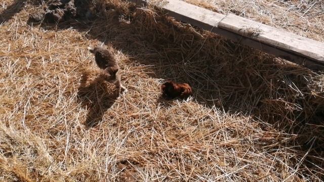 Совместное содержание разновозрастных телят.