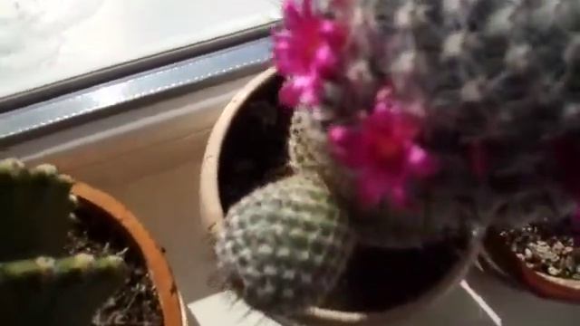 Маммилярия - какая красота! Сегодня к нам скворцы прилетели - принесли весну!