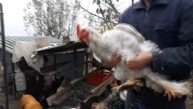 Отбор петухов Выбор петуха Основные правила смотреть онлайн