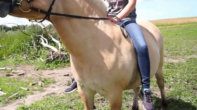 Norwegian Fjord Horses/ Holiday Riding/ Djursland, Denmark смотреть онлайн