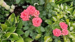 РОЗЫ. Мари Кюри, Вайкики (Marie Curie, Waikiki) обзор и описание сортов.