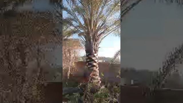 شلون الشغل😂😂😂🌴🌴🌴 смотреть онлайн