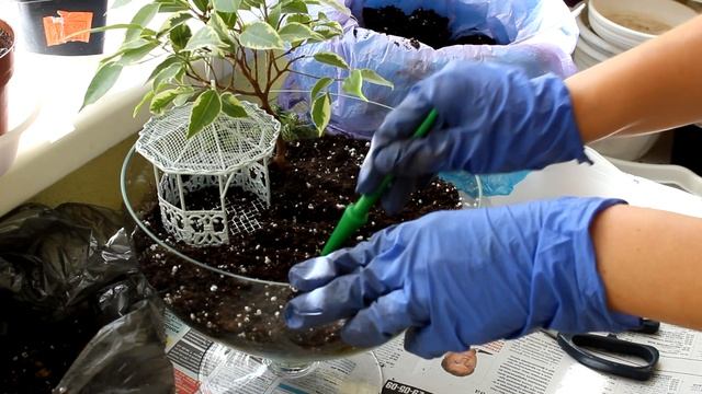 Флорариум своими руками. [Надежда и мир] смотреть онлайн