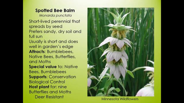 2022 Plant Sale - Species Information And Photos