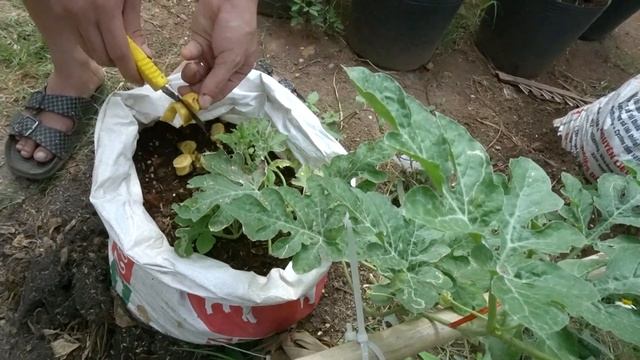 Crazy idea, grow big and sweet watermelons in the gardener's way смотреть онлайн