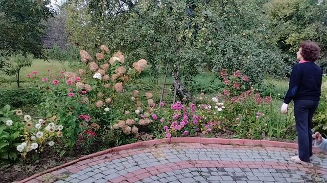 Этот сорт яблок каждый год даёт большой урожай! #огород#дача#яблоня#урожай смотреть онлайн