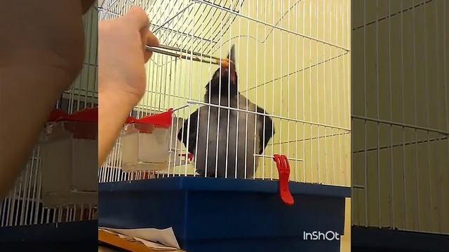 Кормление слётка серой вороны (2) Хуся смотреть онлайн