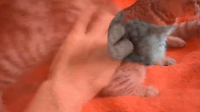 купить пятнистого шотландского котенка - предлагаем котят-котиков. смотреть онлайн