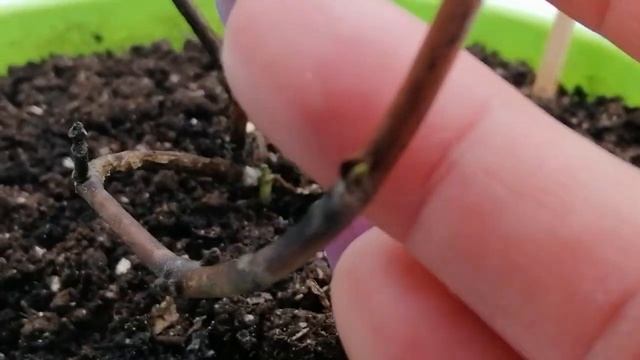 Гортензия Сбежавшая невеста (Runaway Bride) 7 февраля 2022 года. смотреть онлайн