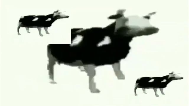 польская корова танцует под польскую музыку