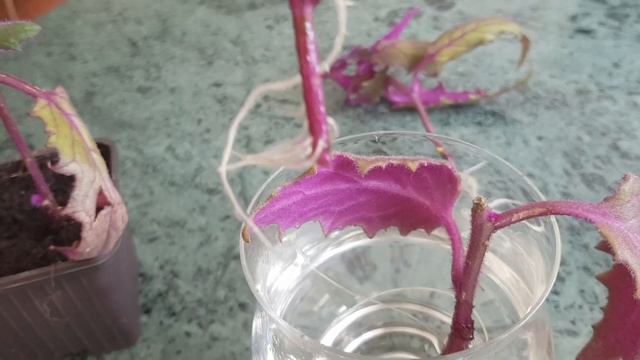 Purple Passion Plant Propagation FROM CUTTINGS | Water vs Soil vs Perlite смотреть онлайн