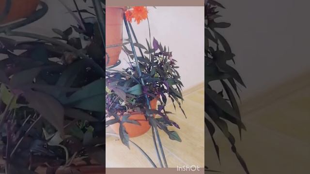 Заношу цветы домой потихоньку. Осень, очень прохладно на Урале