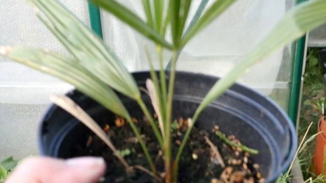 Chusan Palm --Trachycarpus Fortunei смотреть онлайн