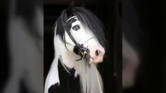 Милые животные. смотреть онлайн