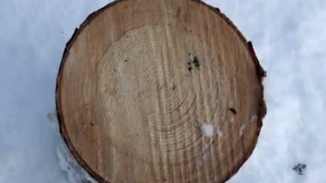 Ольга Нечаева