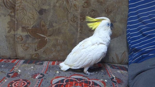 Птенец желтохохлого какаду осваивает новое жизненное пространство смотреть онлайн