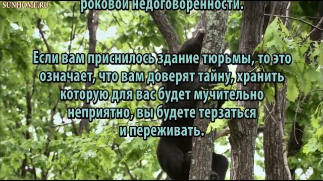 К чему снится Тюрьма сонник, толкование сна смотреть онлайн