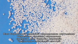 Чем опасна парша на смородине и как эффективно с ней бороться