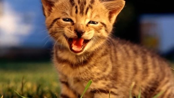 Рок-Острова - Котенок самый лучший в мире.