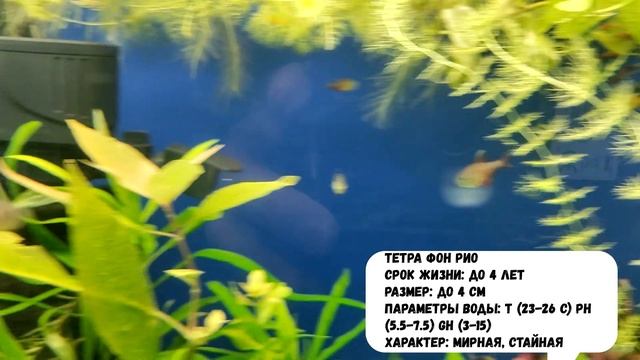 Какую выбрать рыбку для аквариума? Вот эта рыбка идеально подойдет для вашего маленького аквариума!