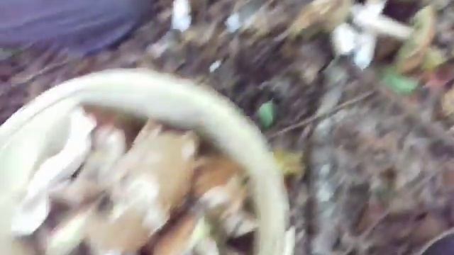 ГРИБНОЕ МЕСТО набрал ведро грибов18.09.2017 смотреть онлайн