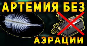 РАЗВЕДЕНИЕ АРТЕМИИ ДОМА БЕЗ АЭРАЦИИ, ПОДОГРЕВА И ПОДСВЕТКИ! ИНКУБАТОР ДЛЯ АРТЕМИИ!