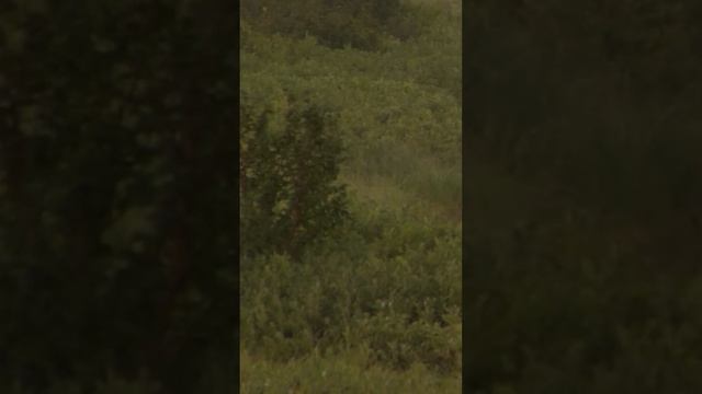 ? Рыба в реках и озерах тундры #крайнийсевер #ямал смотреть онлайн