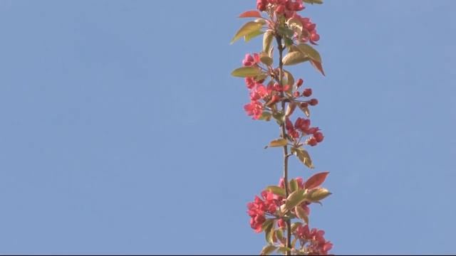 ЙОГА БУДДИЗМА. Экопсихология. Владимир Антонов смотреть онлайн