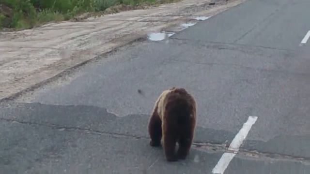 Медведь смотреть онлайн