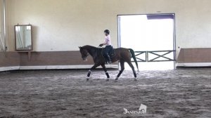 Под какую ногу облегчаться на рыси?  Верховая езда. Конный спорт.