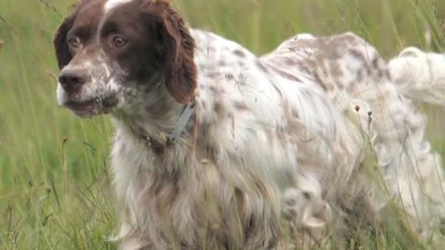 Rabbit in the Pea Patch смотреть онлайн