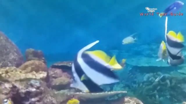 COEX Aquarium tour смотреть онлайн