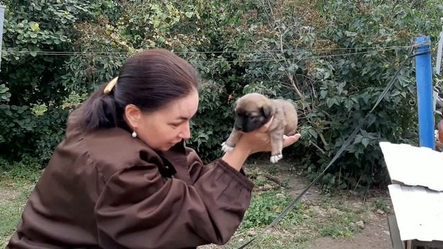 щенки в добрые руки, ваш верный друг смотреть онлайн