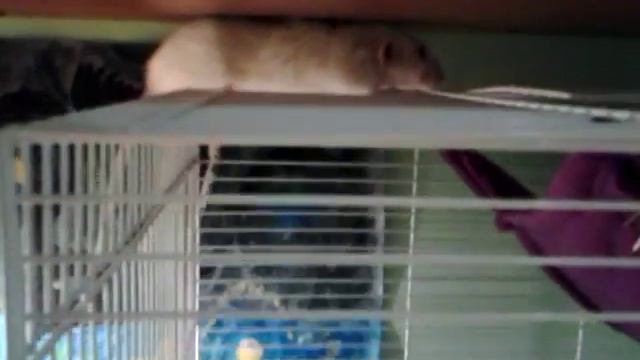 Кошачьи тайники